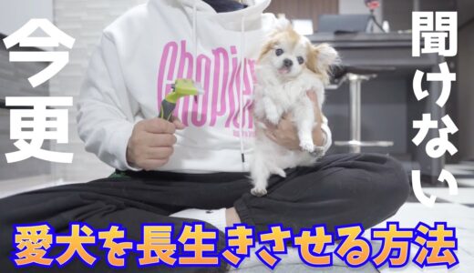 犬と暮らす上で重要な事を怠っていたので今後気をつけます！