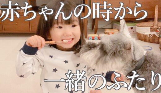 子ども好きな犬の愛が2歳娘にも伝わったようです【シュナウザージジトト】