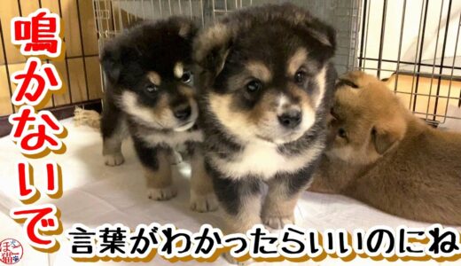 【子犬　保護犬】仔犬３匹　泣いている理由がわからなくてごめんね