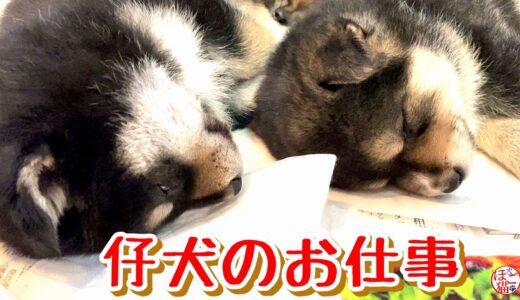 【子犬　保護犬】仔犬のお仕事