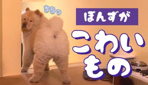 臆病犬のチャレンジ！