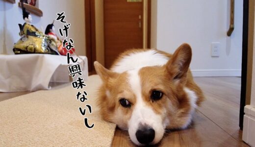 自分のおもちゃじゃないと瞬時に悟るコーギー犬