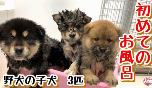 【子犬　保護犬】仔犬３匹　初めてのお風呂