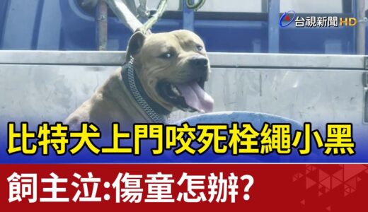 比特犬上門咬死栓繩小黑 飼主泣:傷童怎辦?