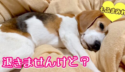 姉ちゃんの布団から動きたくなかった犬。でも最後に…？【ビーグルさつき】