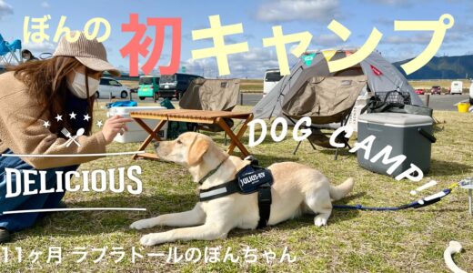 【犬キャンプ#49】憧れだった愛犬とのキャンプ！ぼんちゃんのキャンプデビュー！　ラブラドールレトリバー　labrador retriever 大型犬 camp 子犬　まみキャンプ パピー dog