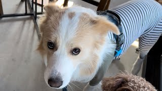 食欲旺盛な犬も味の好みがあったらしい...【ボーダーコリー】