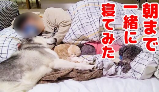 子猫とハスキー犬達と朝まで一緒に寝てみたら…