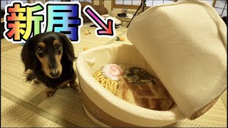 犬にカップラーメンの家をプレゼントしたら可愛すぎたw【新居】