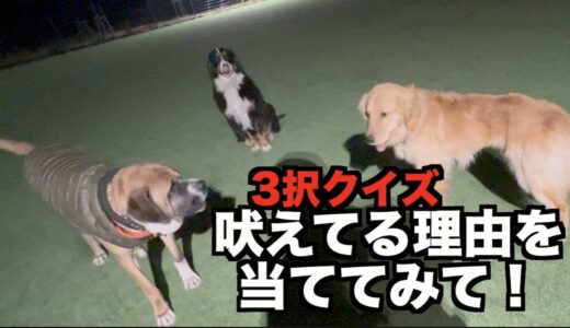 ロイはなぜ吠えてるか？わかるかな？【犬の行動三択クイズ】