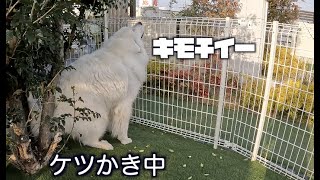 看板犬は毎日呼び込みのお仕事をしています