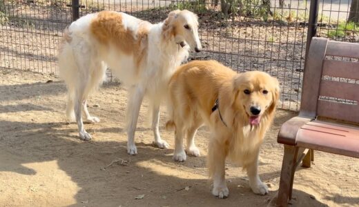 【ロシアの貴族に愛された犬】ボルゾイちゃんと友達になりました！（所沢航空記念公園ドッグラン）