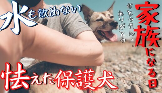 「保護犬が家族になる日」水を飲むことも出来ない妹犬に、、先住犬の反応