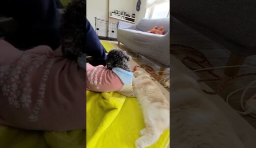 子猫が男だと初めて気づいた時の犬の反応が…笑#shorts