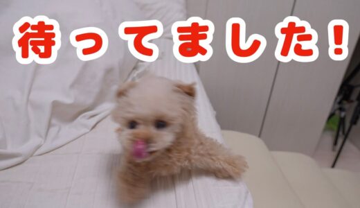 テンション上がりすぎた犬が可愛いw【トイプードル】[4K]