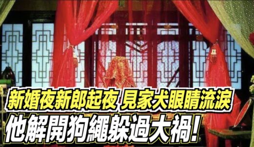 新婚夜新郎起夜，見家犬眼睛流淚，他解開狗繩躲過大禍！ ｜道聽途說