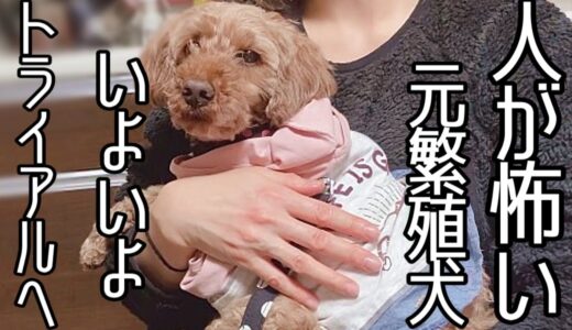 触ることすら出来なかった繁殖犬ハナ、いよいよ里親様の元へ　緊張の初日の様子は・・「vol.181」