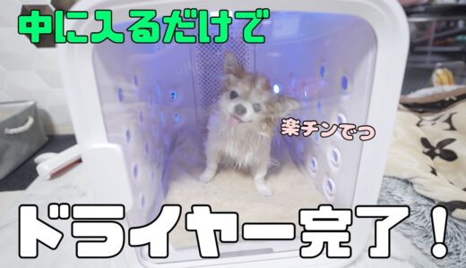 【犬用ドライルーム】これ、もう手放せないと本気で思いました！