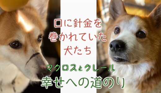 口に針金を巻かれていた犬たち　マクロスとクレール　幸せへの道のり