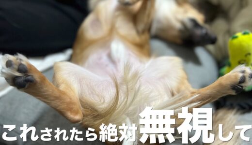 犬が飼い主に見せてきたら絶対に無視した方がいい行動