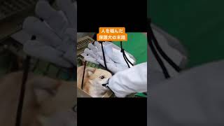 人を噛んだ保護犬の末路・・・#shorts