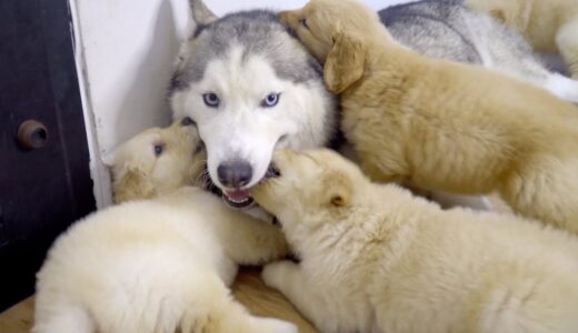 8匹の子犬に囲まれて、何されても怒らないハスキー犬・いつも笑顔しているハスキー犬