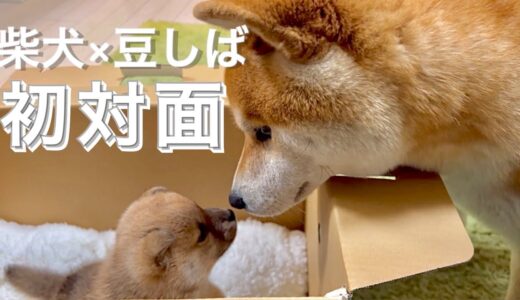 豆柴赤ちゃん初顔合わせで、名前を決める柴犬