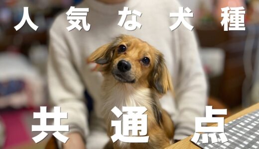 人気な犬種の共通点