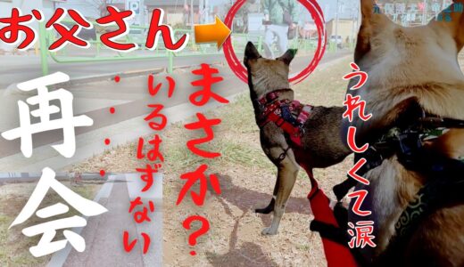 【検証】保護犬が散歩中、居るはずのない「おとうさん」と再会すると・・想像以上の〇〇！号泣