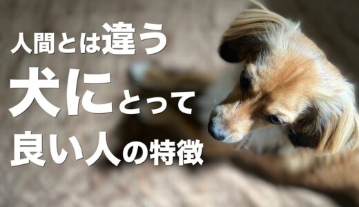 飼い主の多くが勘違いしている犬にとって良い人の特徴