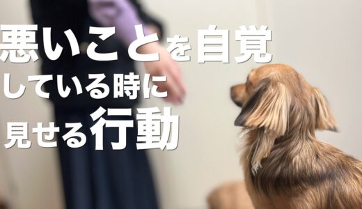 犬が悪さを自覚している時に見せる行動