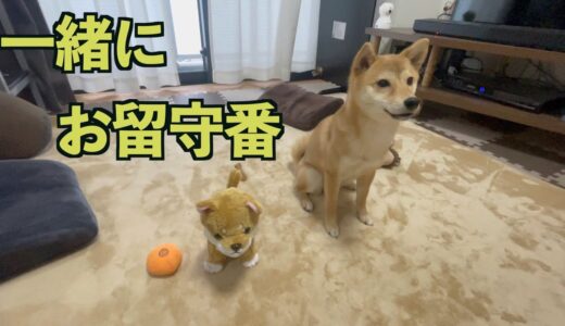 犬のぬいぐるみと留守番させたら大変なことになった！汗