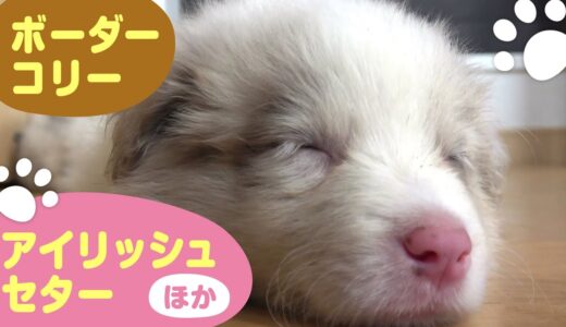 【ボーダーコリー】【アイリッシュセター】【シェットランドシープドッグ】ほか　かわいい子犬たち　パピー どうぶつ 犬