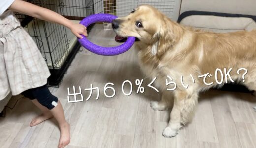 そろそろ子供たちにも大型犬の片鱗を見せ始めたゴールデンレトリバー