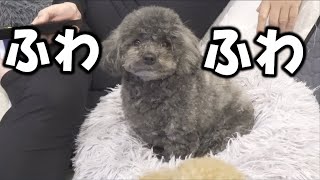 ○○したら犬がふわふわになった