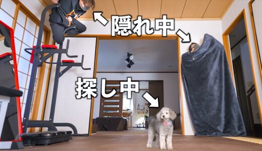 🐶犬と全力でかくれんぼしたら楽しすぎて可愛すぎたwww【トイプードル】