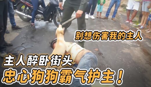 男子醉倒在街頭，忠犬化身保鏢拼命守護，路人隨即拍下感動一幕！【驚心動魄 小狗 救援 感動 勇敢 淚目 忠心】