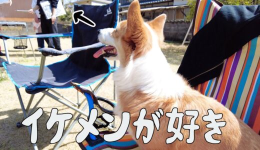 めったに会わない長男の友達にすぐなつく犬【コーギー】