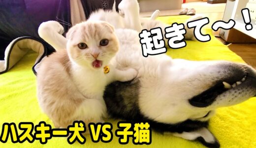 絶対に起きないハスキー犬VS絶対に起こす子猫...笑