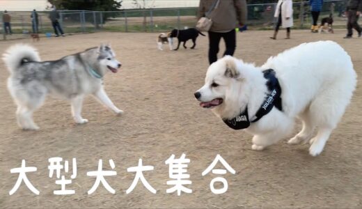 【大型犬祭】初めてたくさんの大型犬を前にしてビビりまくってる超大型犬の子犬｜グレートピレニーズ