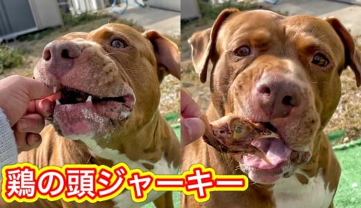 【犬のASMR】珍しいオヤツをボリボリ食べる咀嚼音がクセになる