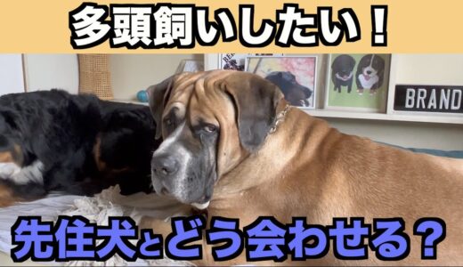 犬の多頭飼いする時の迎え方