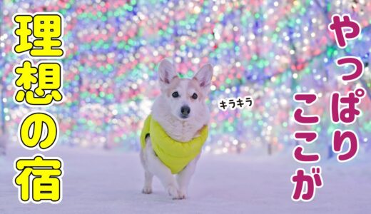 【愛犬と旅行】二年ぶりに来た宿がやっぱり最高でした！