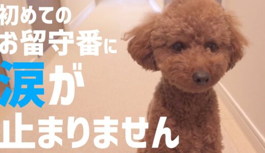 【号泣】犬の初めてのお留守番を隠し撮りしてみたら、健気な姿に胸が締め付けられました【トイプードル】