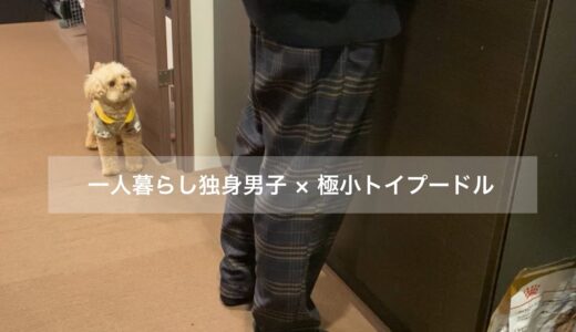 犬の偏食に悩み奮闘する一人暮らし社会人独身男/トイプードル