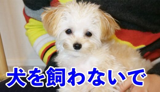 これを見ても本当に犬を飼いたいと思いますか？