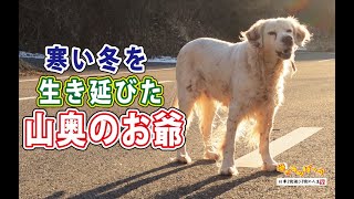 【老犬】長く寒い冬を生き延びた山奥のお爺犬！