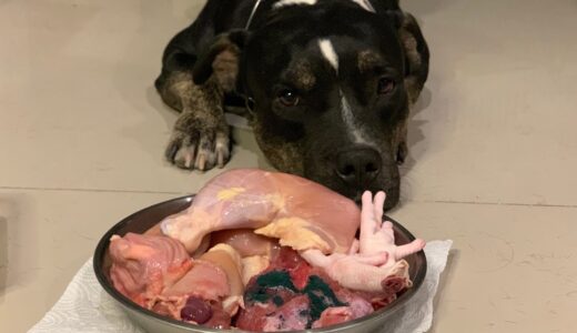 ♠️🐶Oli The Pit Bull eats 🌱🐂🥩🐓RAW Spirulina Beef&Chicken combo [ASMR] MUKBANG 犬が生の肉を食べる[咀嚼音]