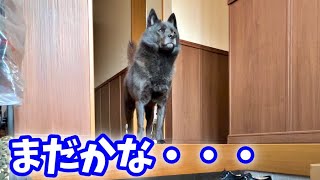 留守番中、何度も玄関を確認しに行く甲斐犬一休