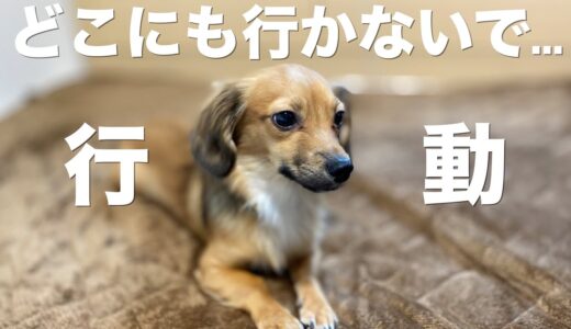 犬が「行かないで...」と伝えている行動